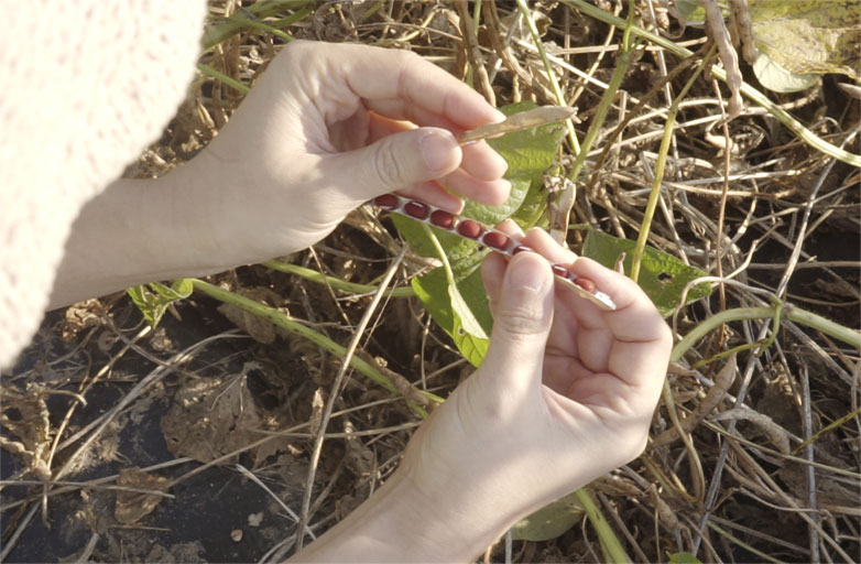 팥알을 고르는 손