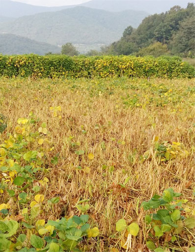 두서면 들판 풍경