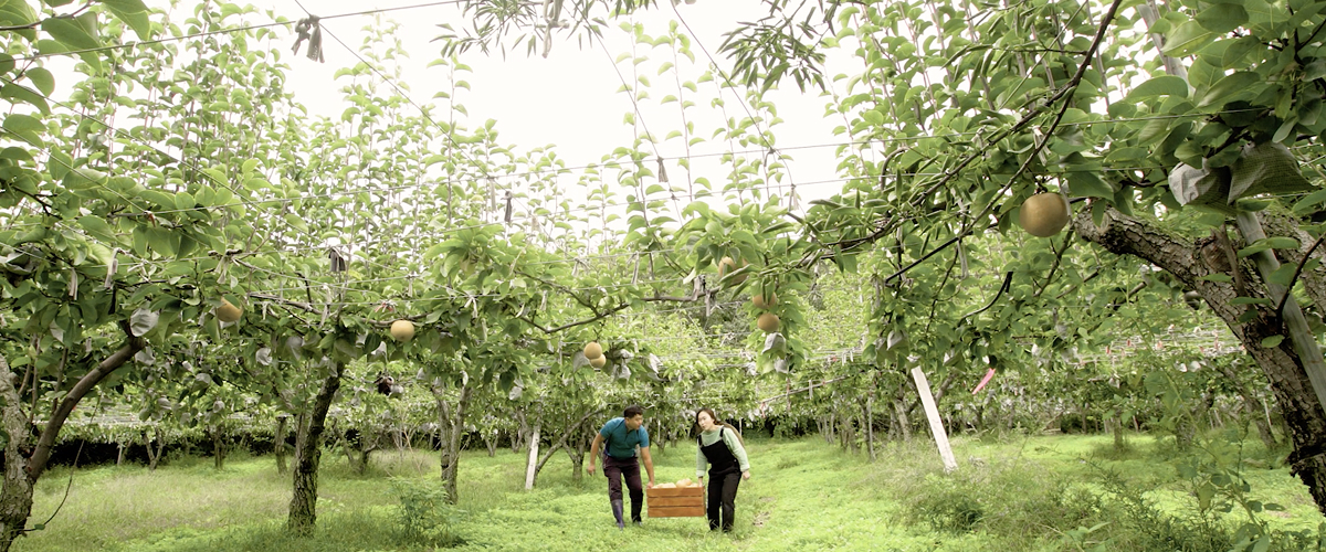 소월당 배 과수원 전경