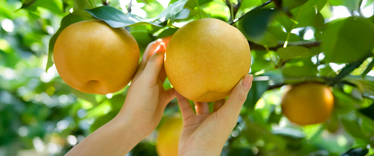 나무에서 막 수확한 울산 배