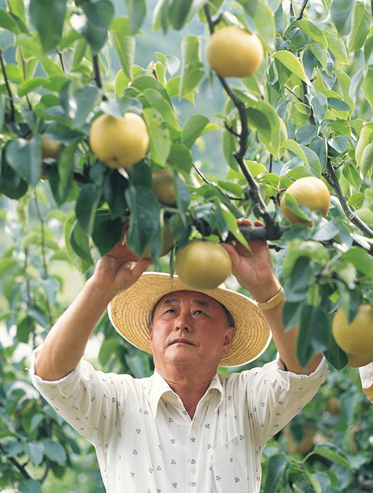 배 과수원에서 배를 살피는 농부